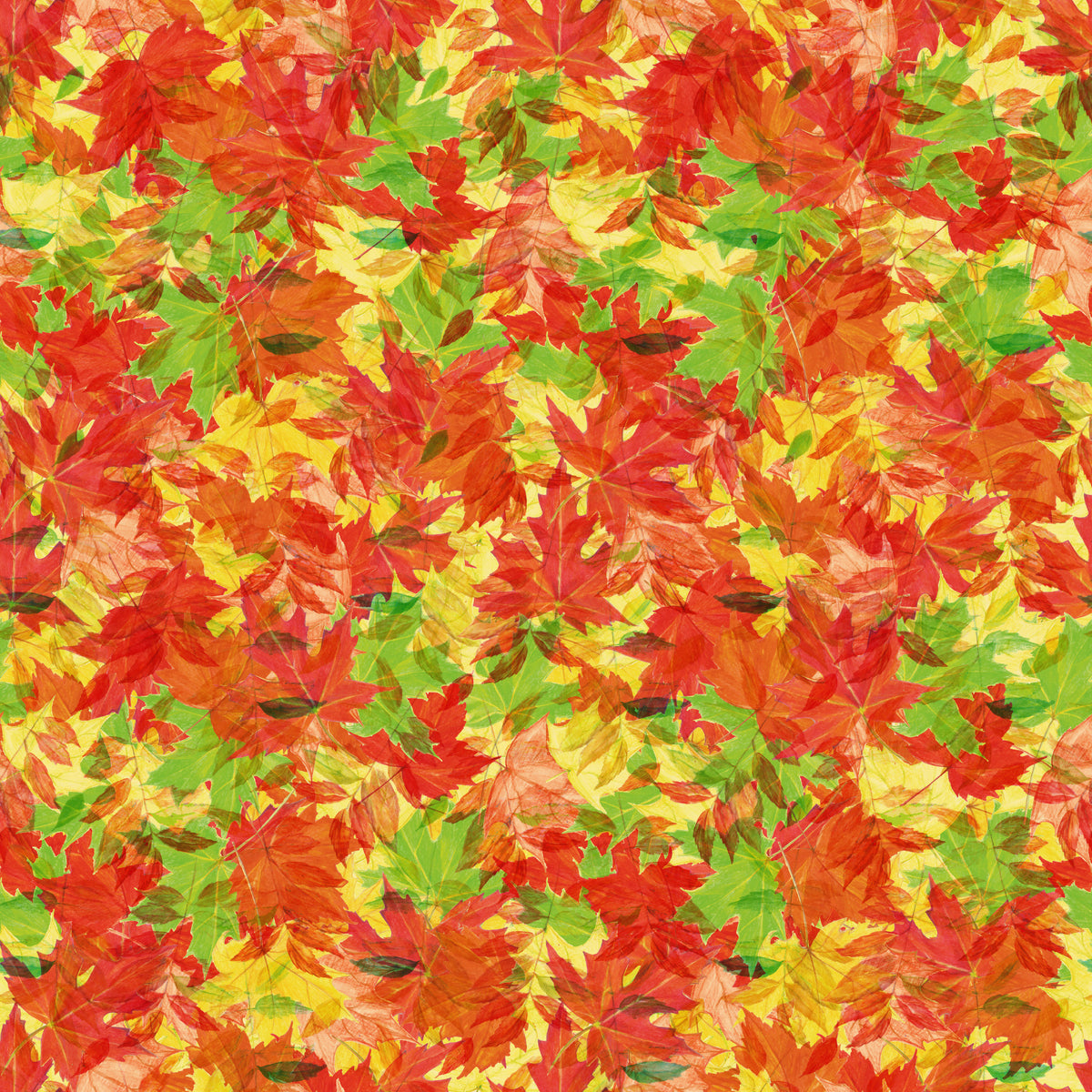 Autumn Leaves - 11