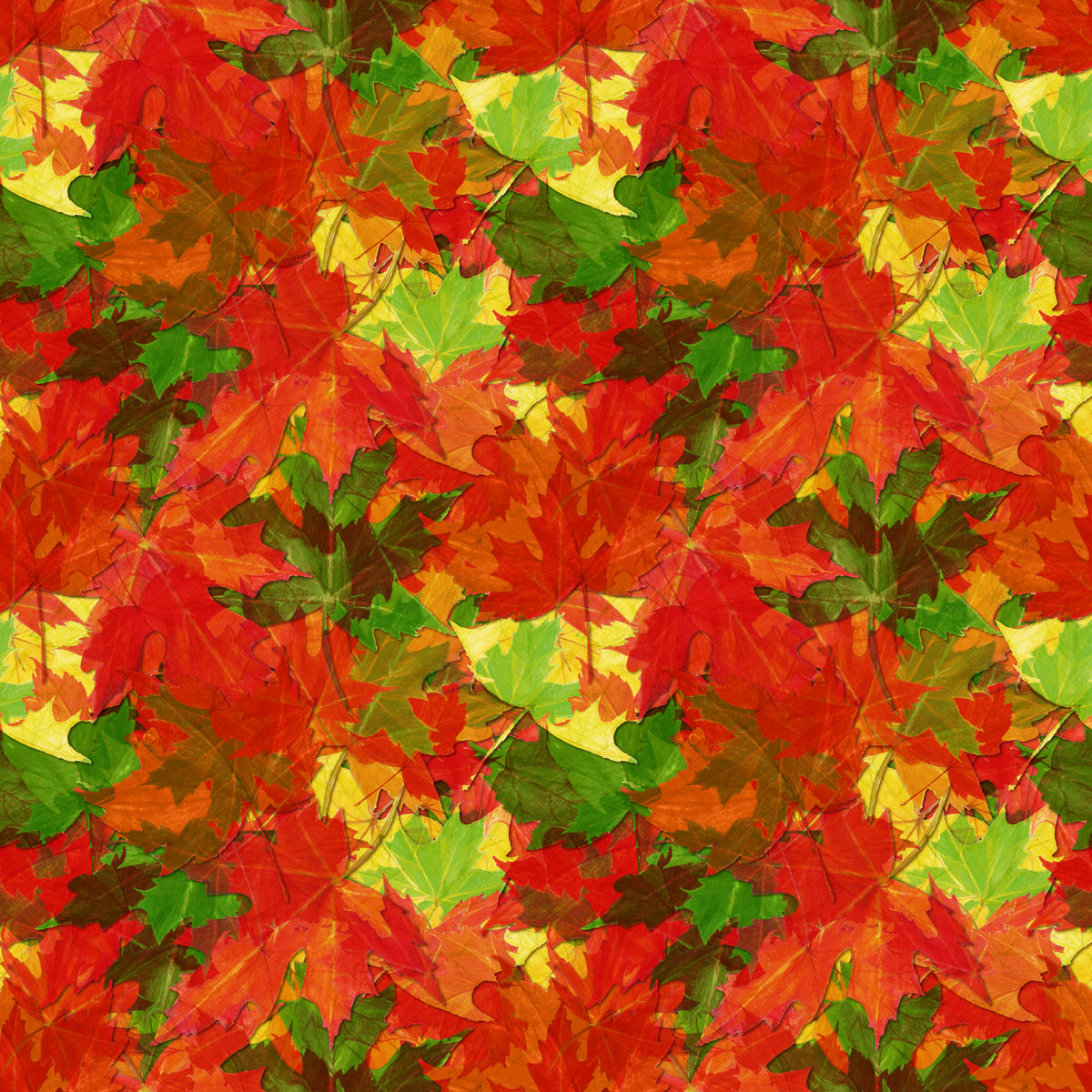 Autumn Leaves - 13
